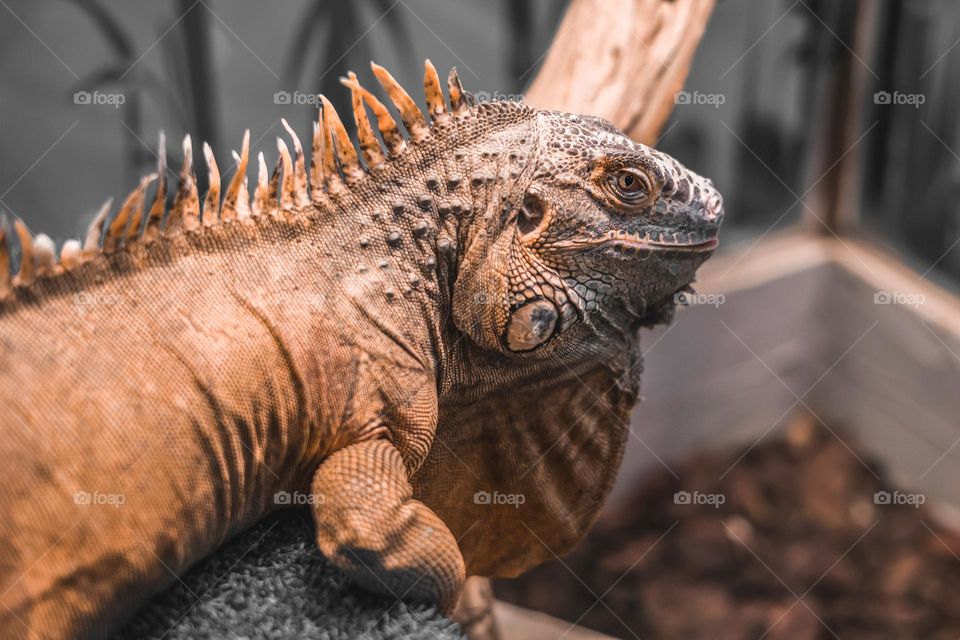 Close-up portrait of  an orange colored male Green iguana (Iguana iguana)  also known as the American iguana