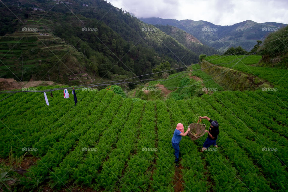 green harvest