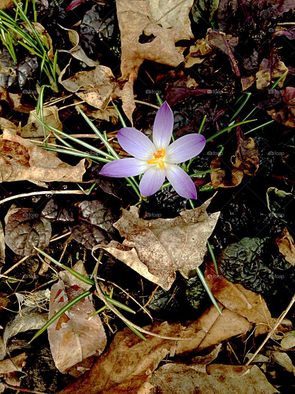 Spring Crocus