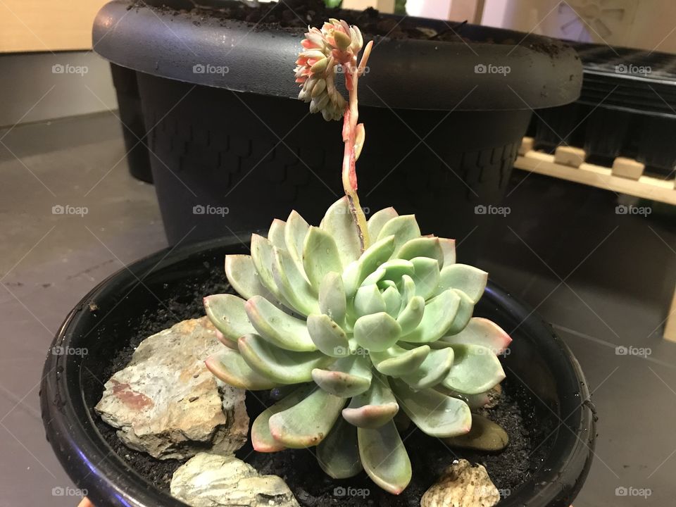 Echeveria 