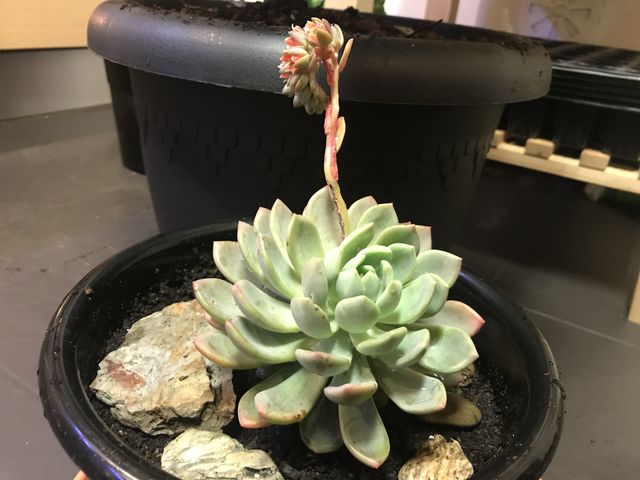 Echeveria 