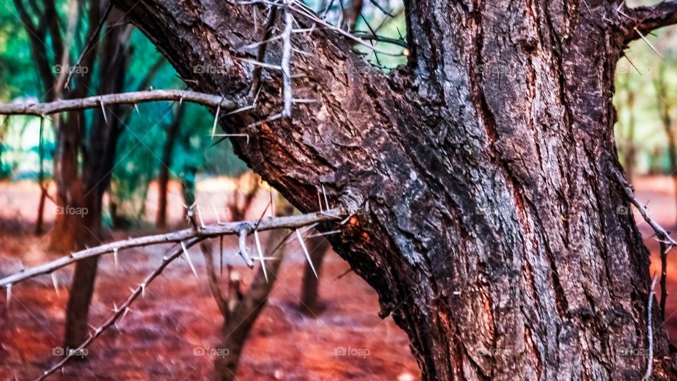 Close-up of tree trunk