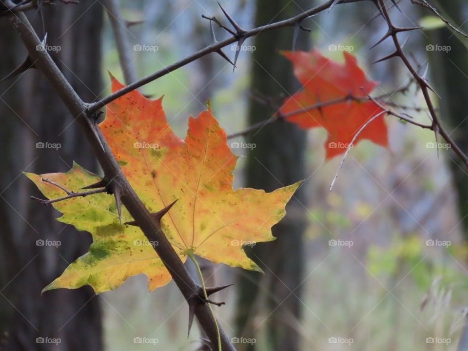 Colorful autumn leaves