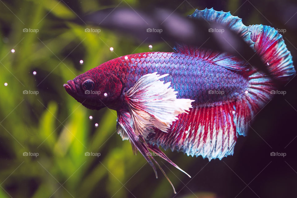 Beautiful Dumbo Ears Betta fish in a planted tank