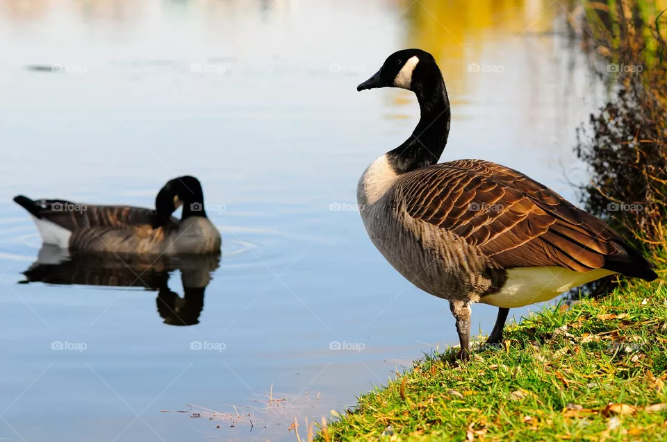 Duck