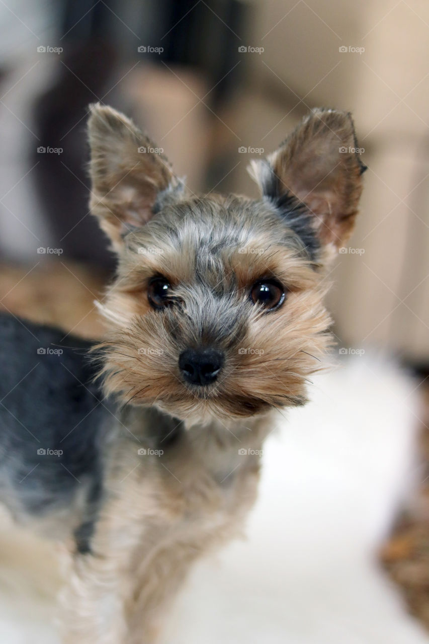 Yorkie Dog