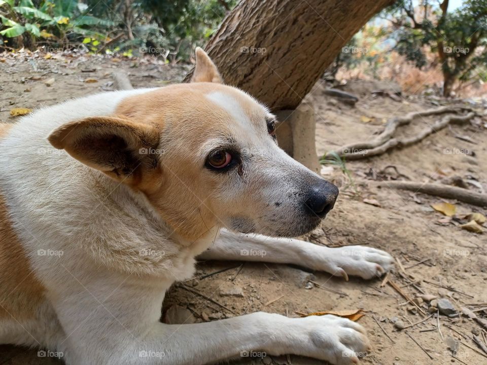 Animals -- A lazy dog staring at me
