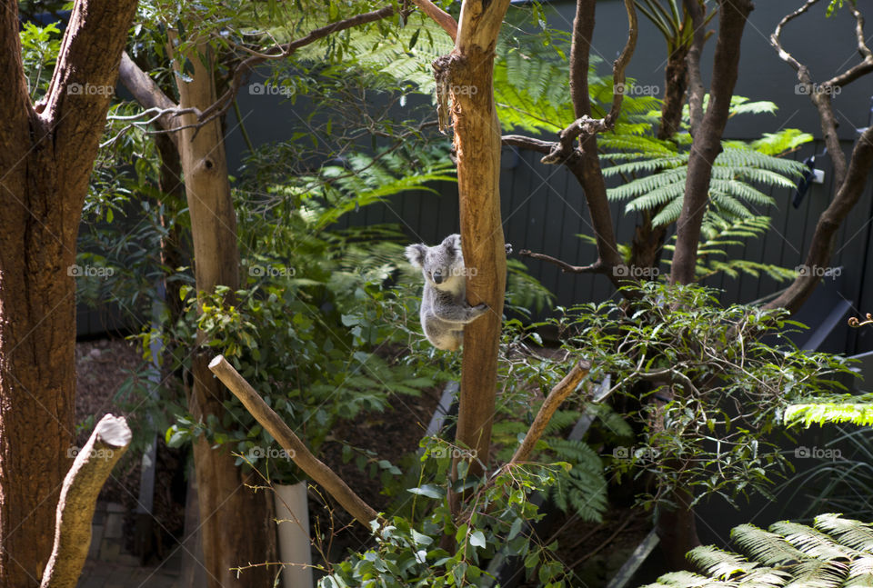 Exploring Australia: Koala hugging a tree in Taronga Zoo