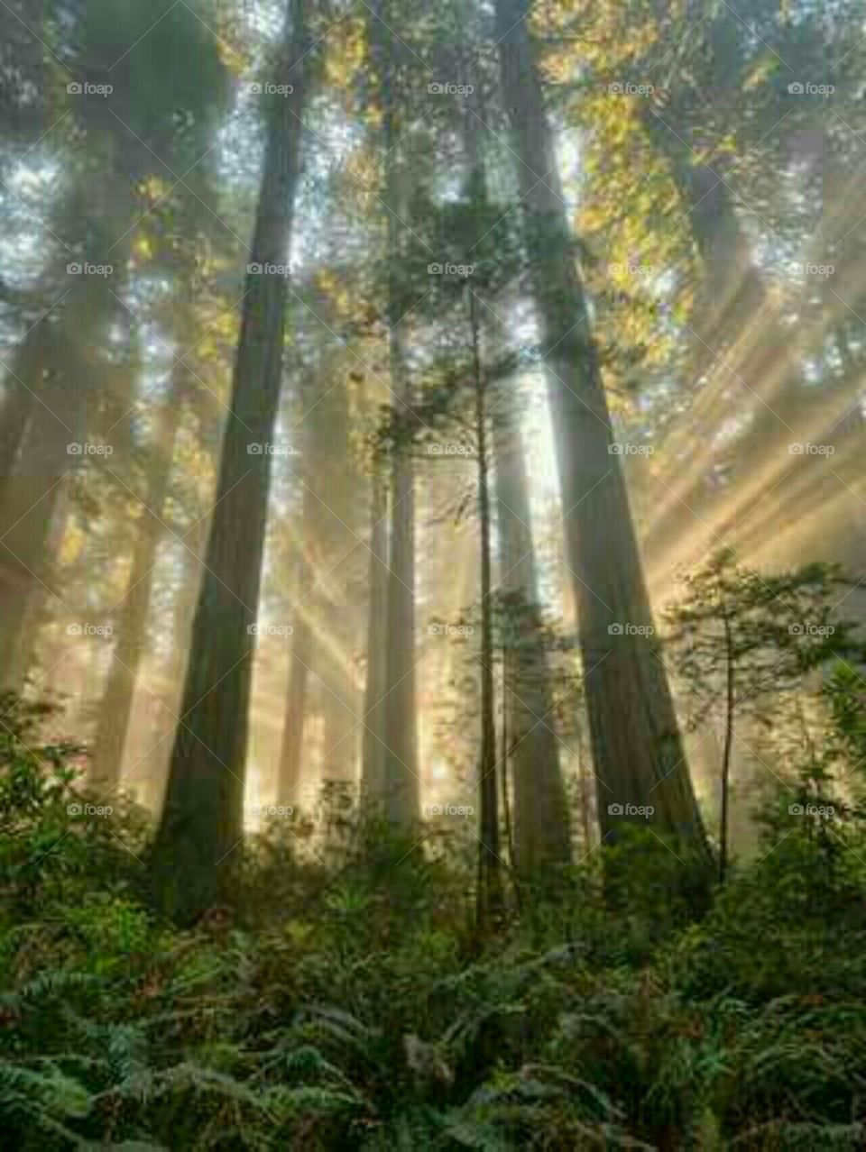 beautiful redwoods