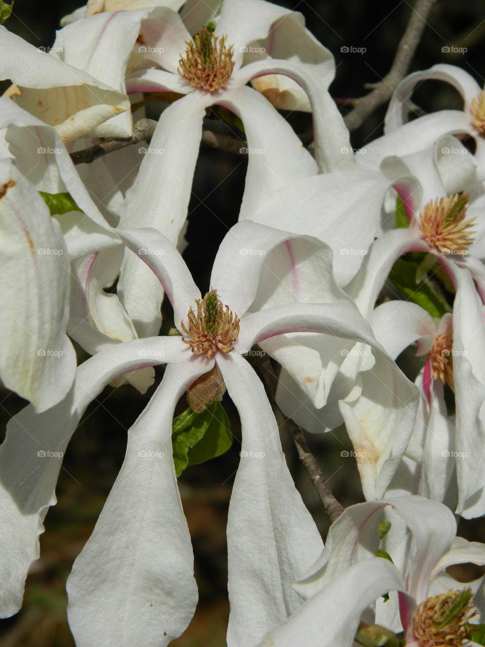 close-up of white flower