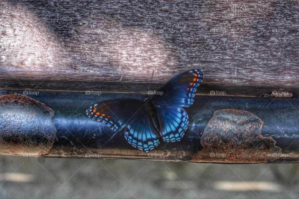 butterfly on a park bench