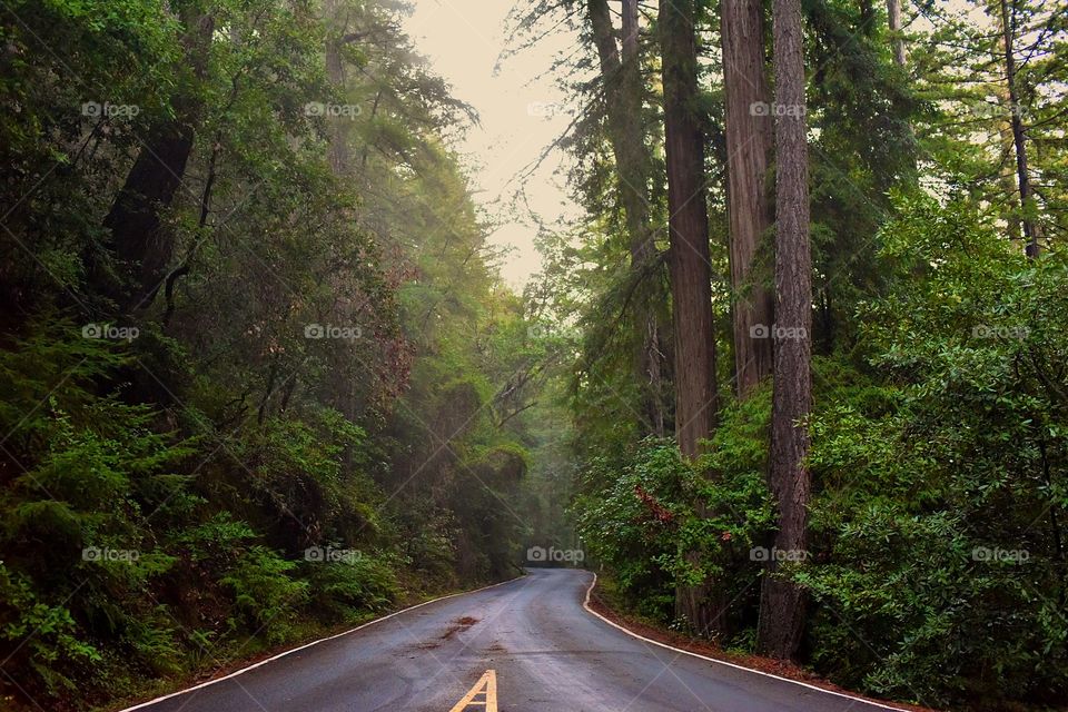 Paved road runs through a forest of tall conifers.