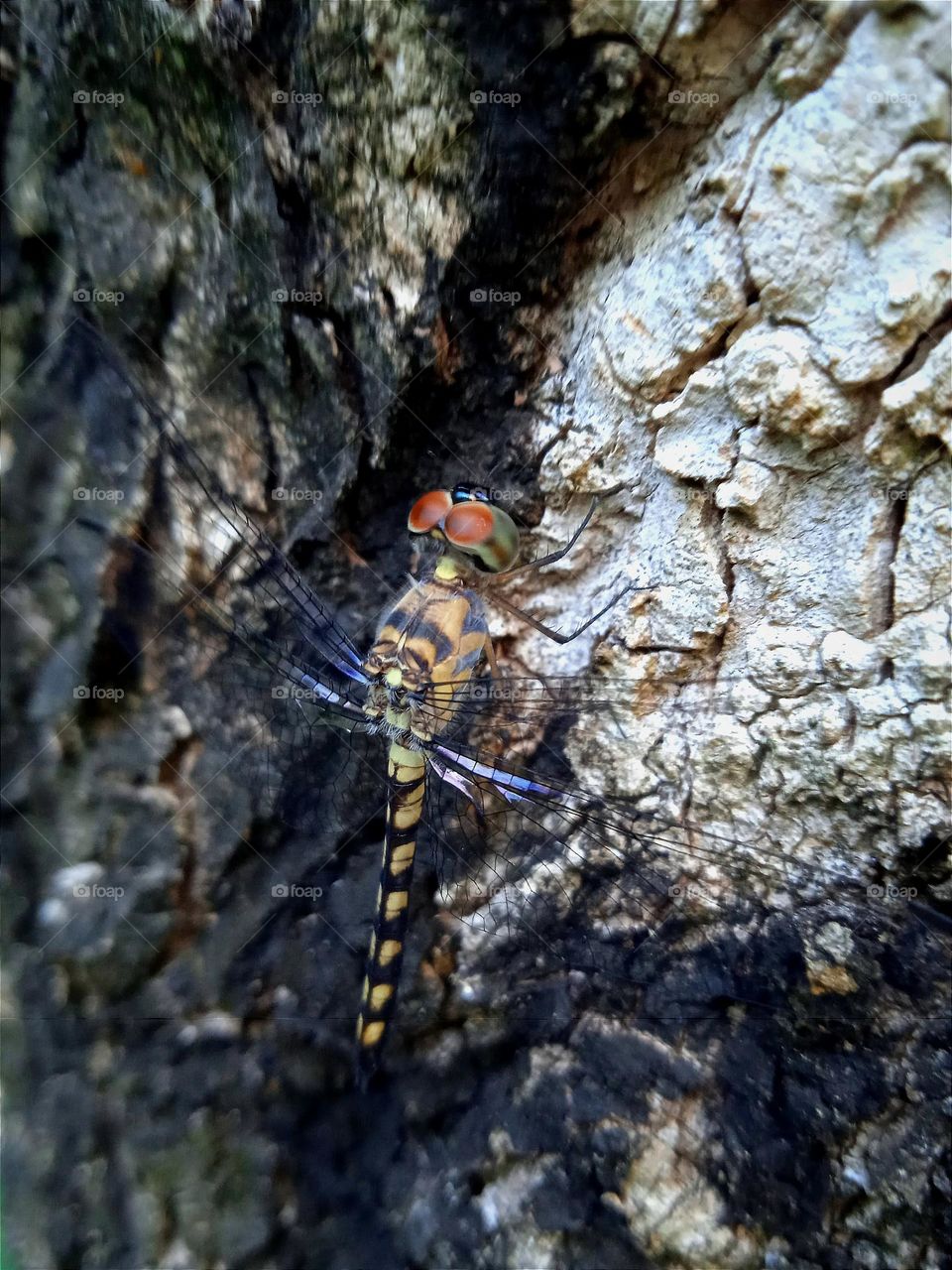 Beige black striped dragonfly with transparent wings and brown eyes.