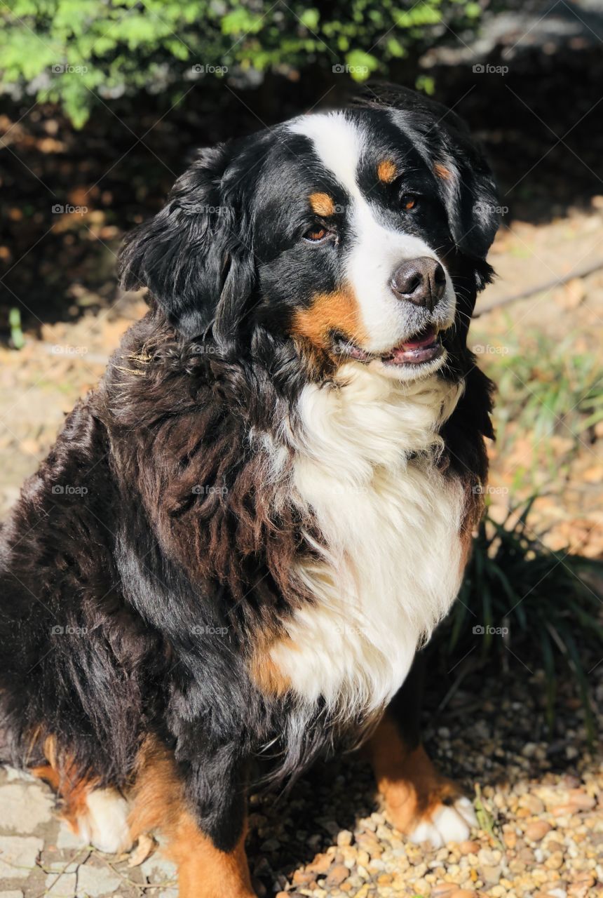 My Beautiful Bernese Mountain Dog zitting outside looking so pretty as she is waiting on us to make a long walk!