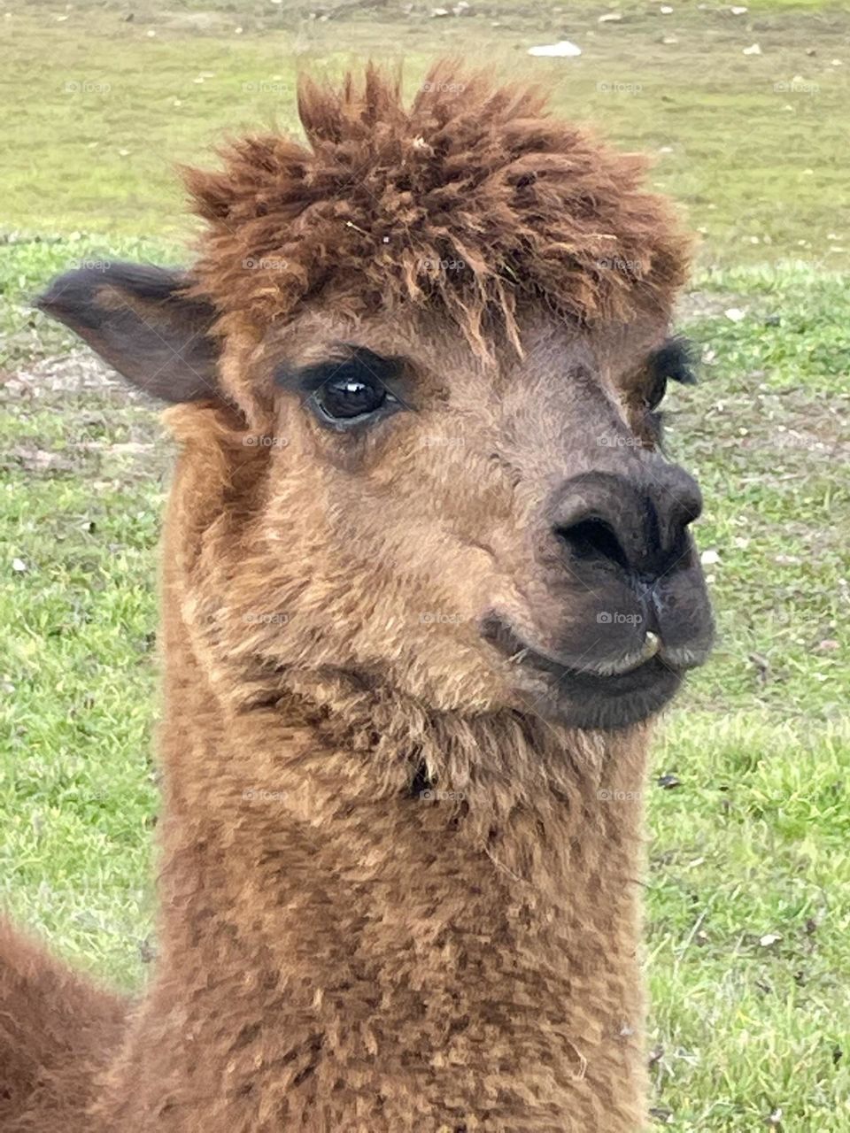 Alpaca Close