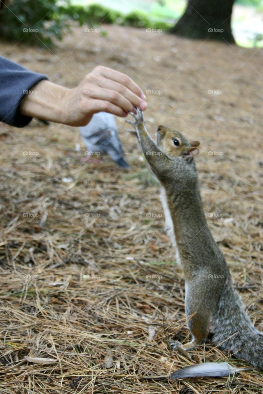 Handshake with a squirrel 