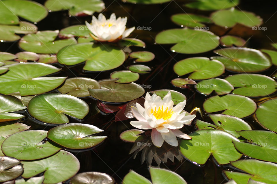 Water lilies 