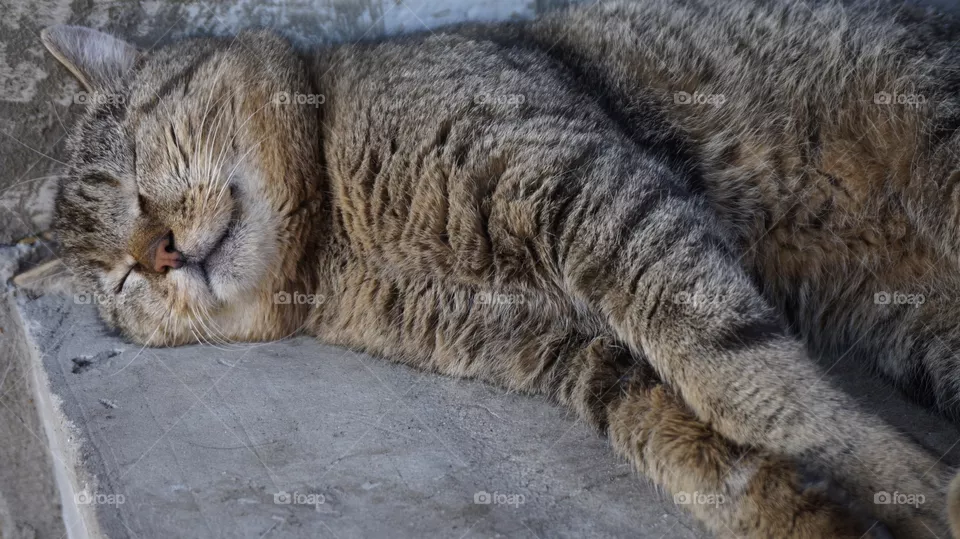 cat