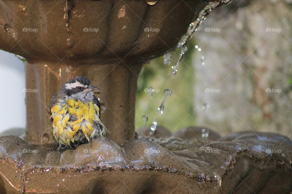 bird in the bath