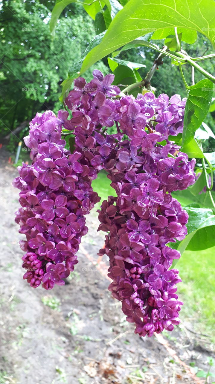 Some Lilac flower clusters.