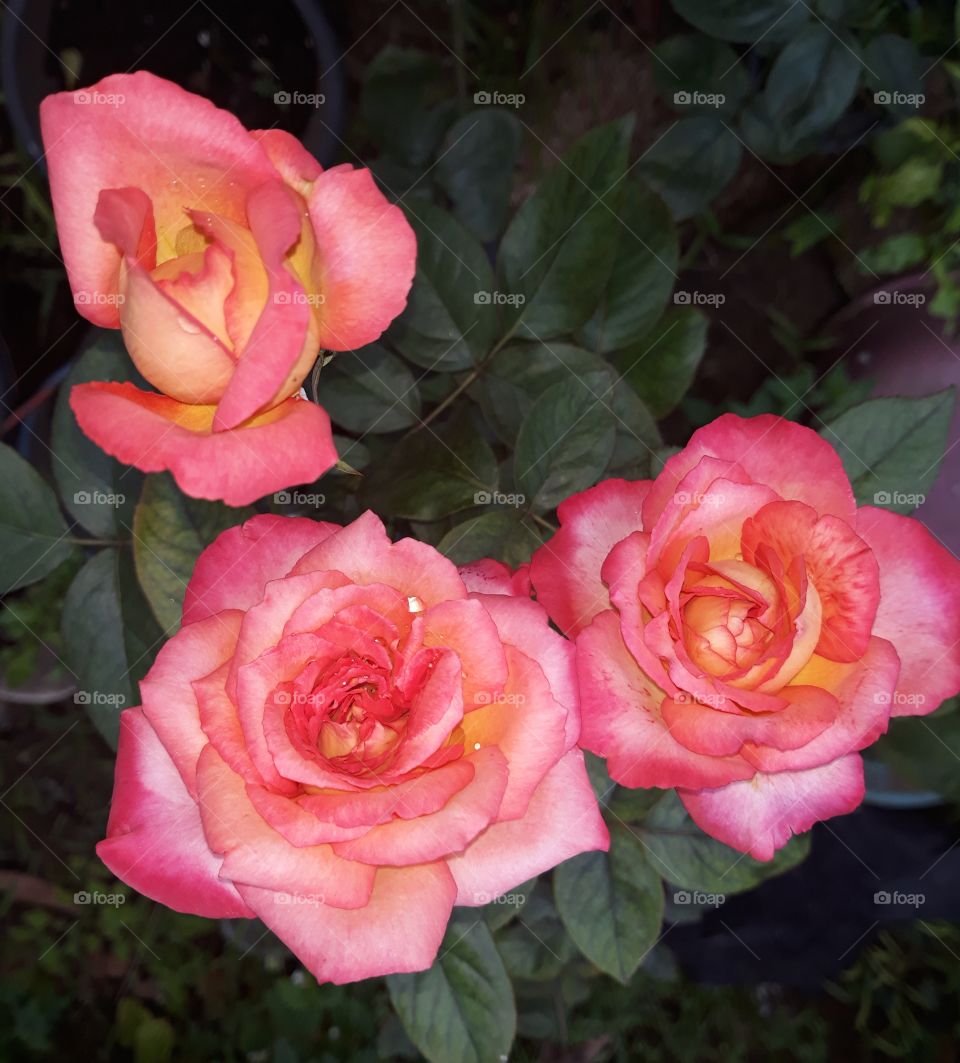 Attractive, pink and yellow shaded rose with dew drops(water drops)