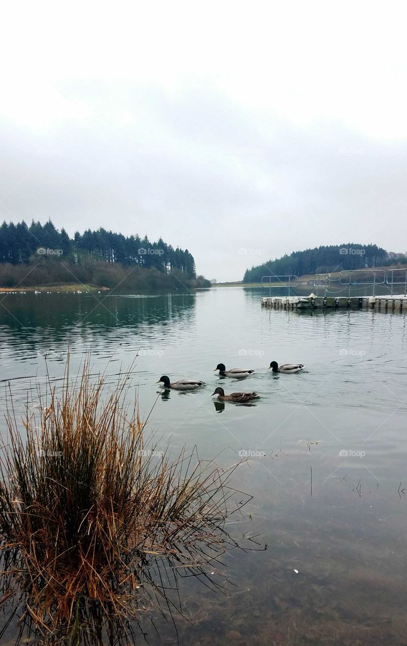 Ducks at whistlandpound reservoir