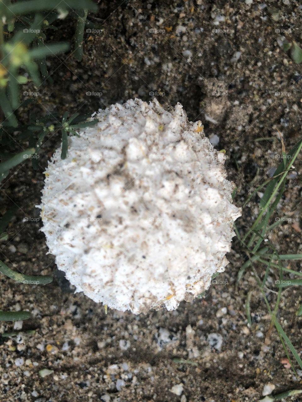 ,white, White fungus