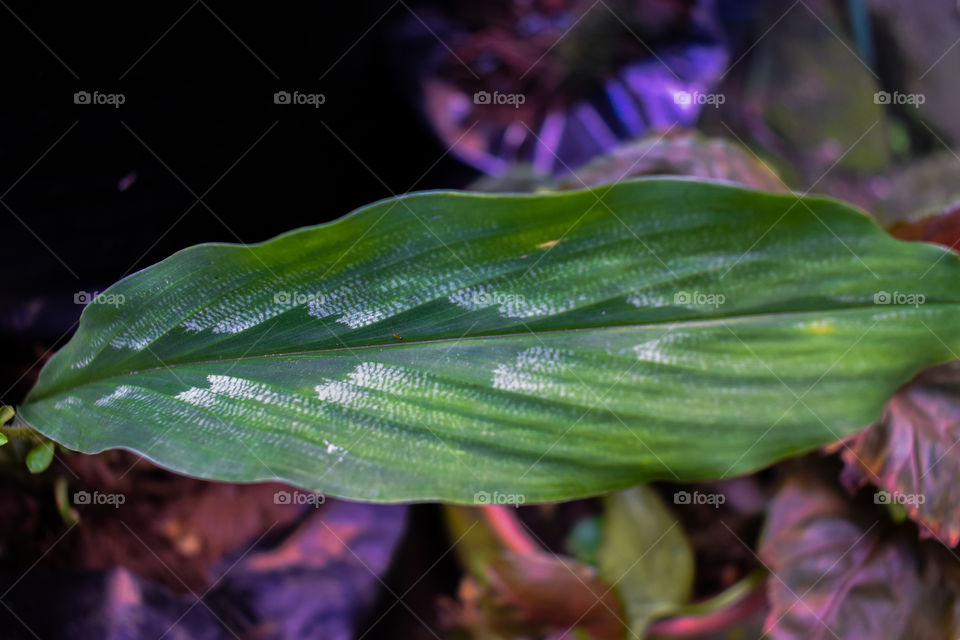 Tekstur of the leaf