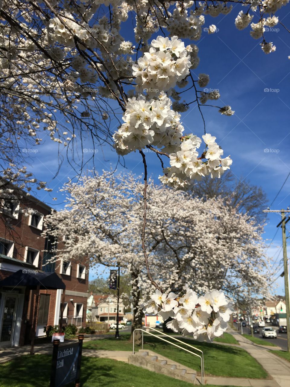 White blossoms in Connecticut