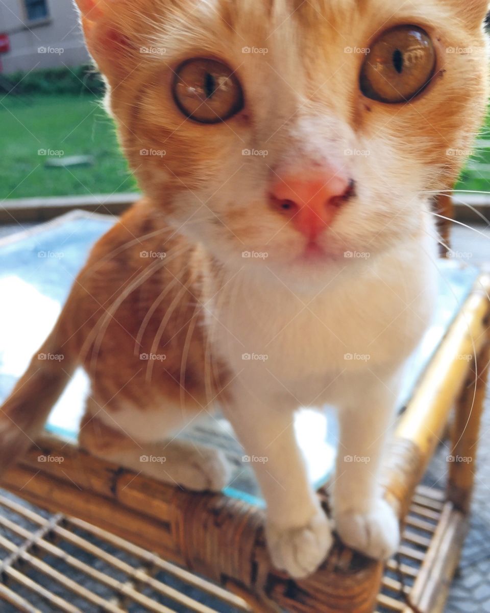 Curious Kitten Closeup