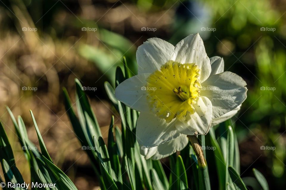Daffodils 