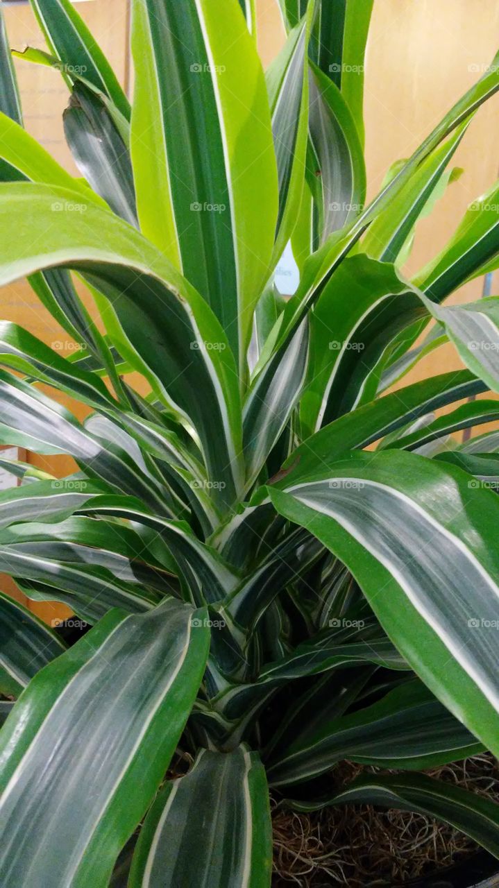 Leaf, Flora, Growth, Nature, No Person