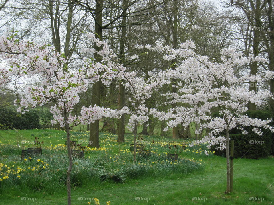 Tree, Flower, Season, Landscape, Branch