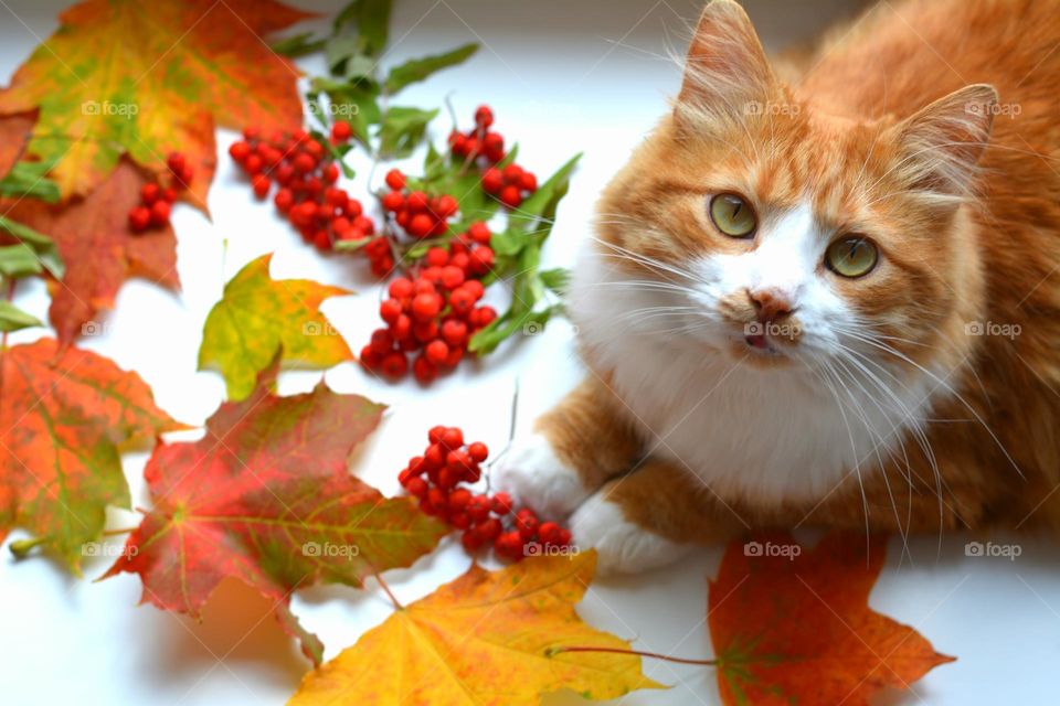 cat beautiful portrait autumn time