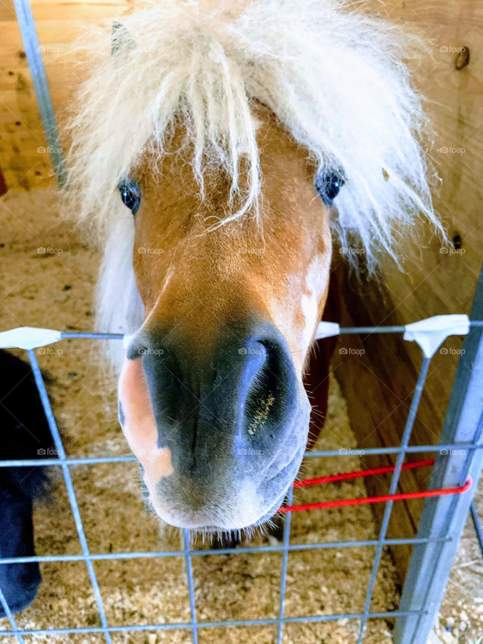 4-H Fair