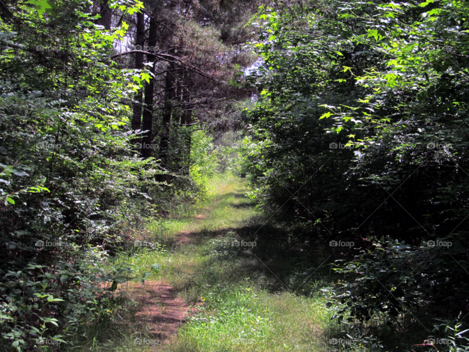 Path in the Woods. A path surrounded by trees.