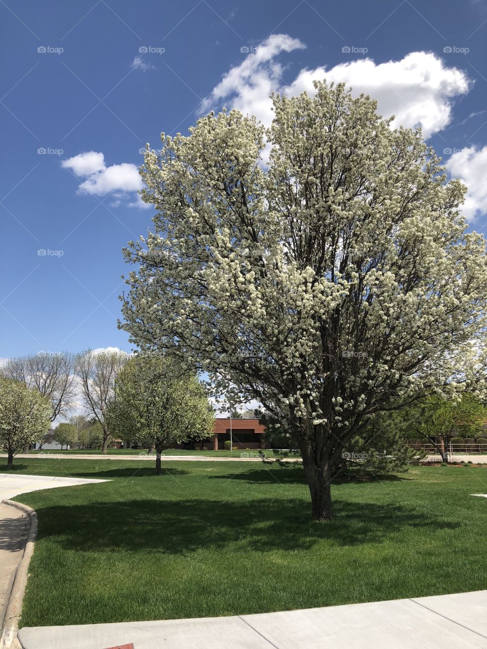 Beautiful tree with white flowers 