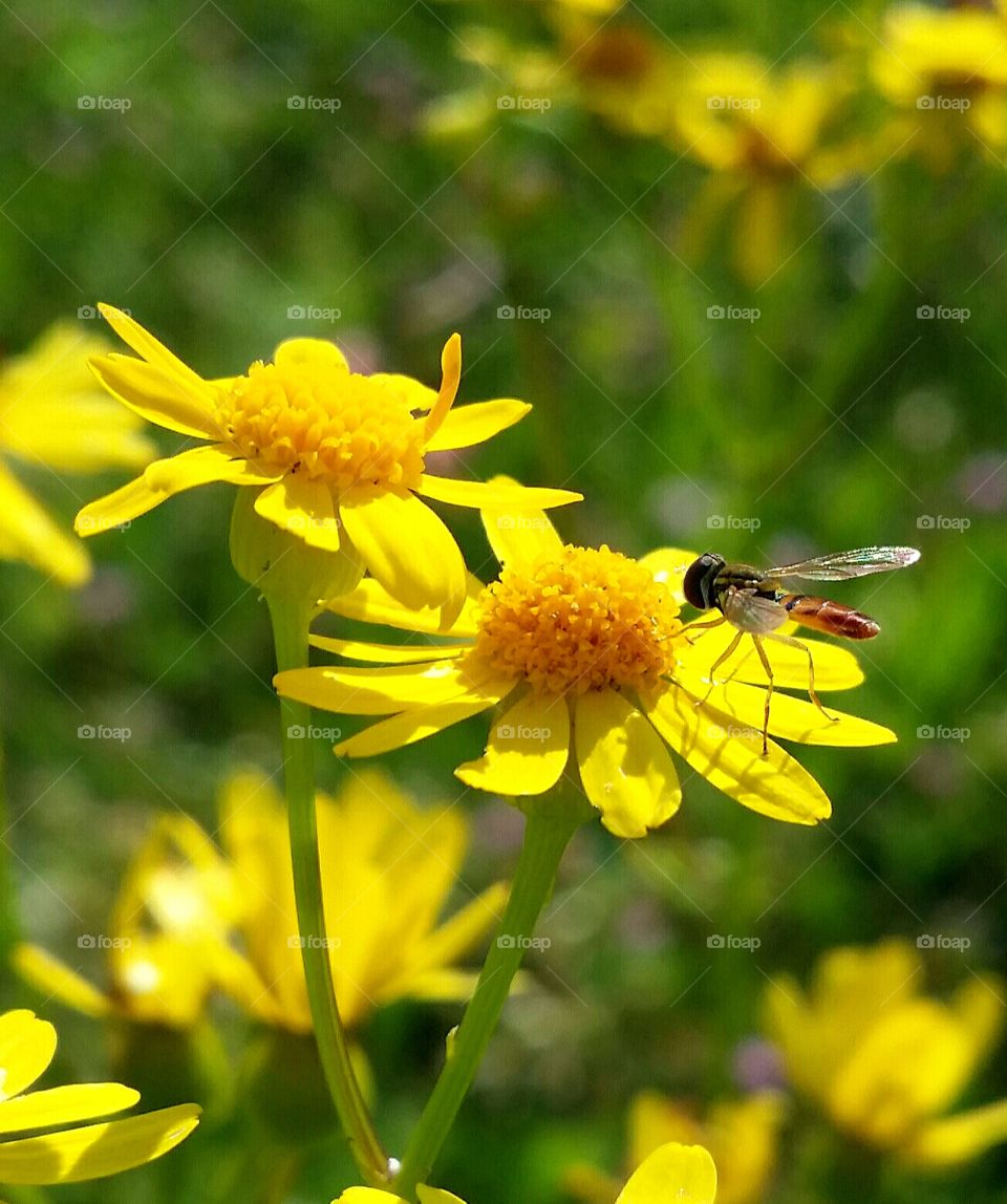 Yellow Wild Flowers