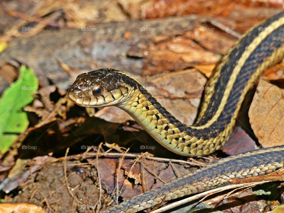 
Slithering Garden snake - FOCUS - This is where you tell your camera which sort of focusing strategy you want to apply, so that it can make the best decisions on how to track and follow focus on your subject is sharp 