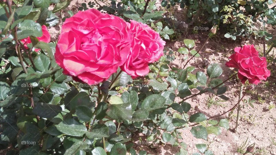 Beautiful red Rose in the garden