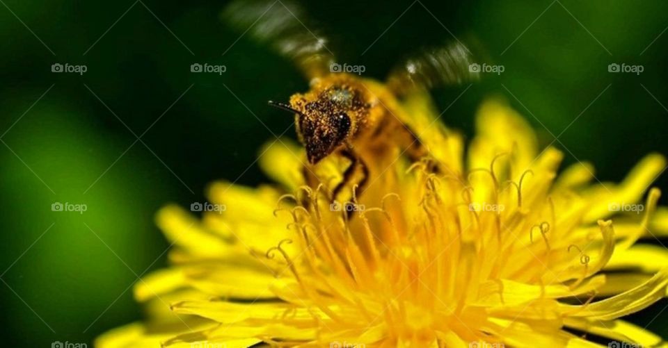 A single flower, a single bee, and the whole world is there