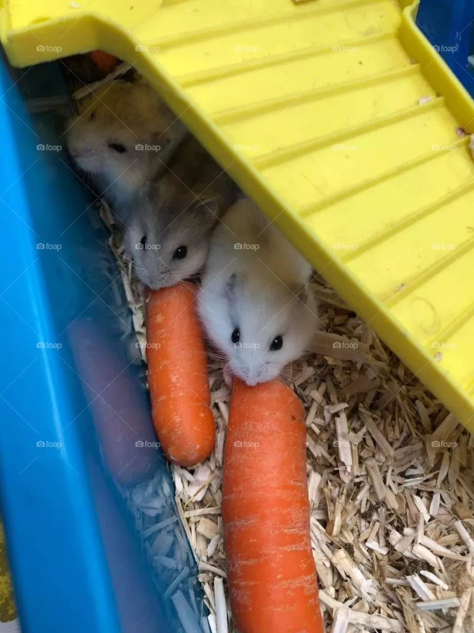 Family of hamsters