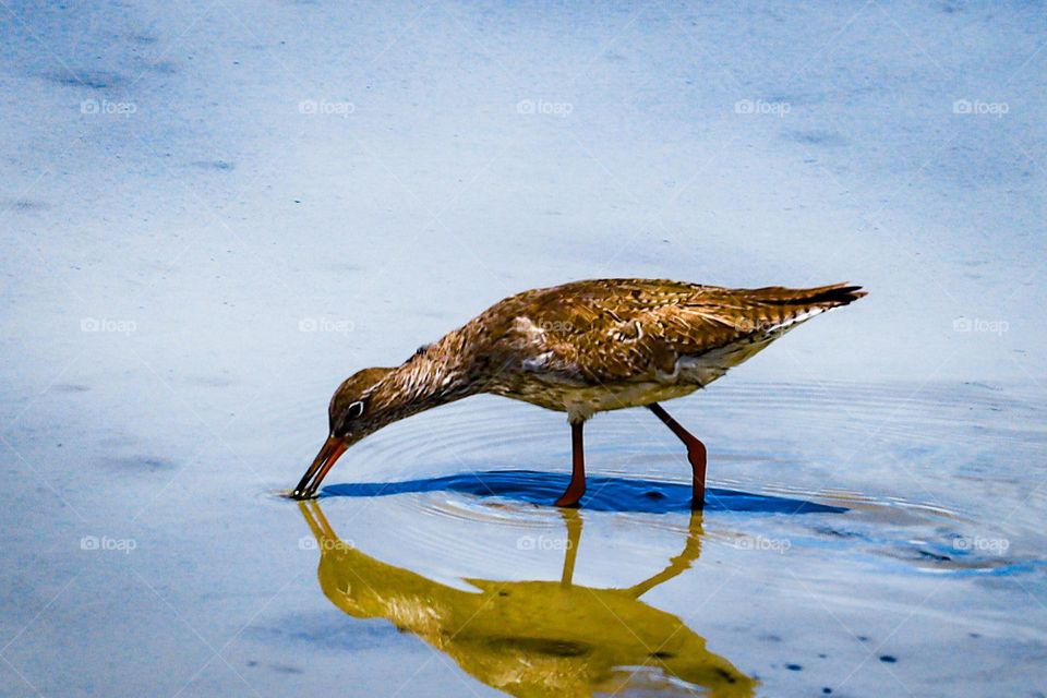 A bird finding food on the seashore on the shallow water 