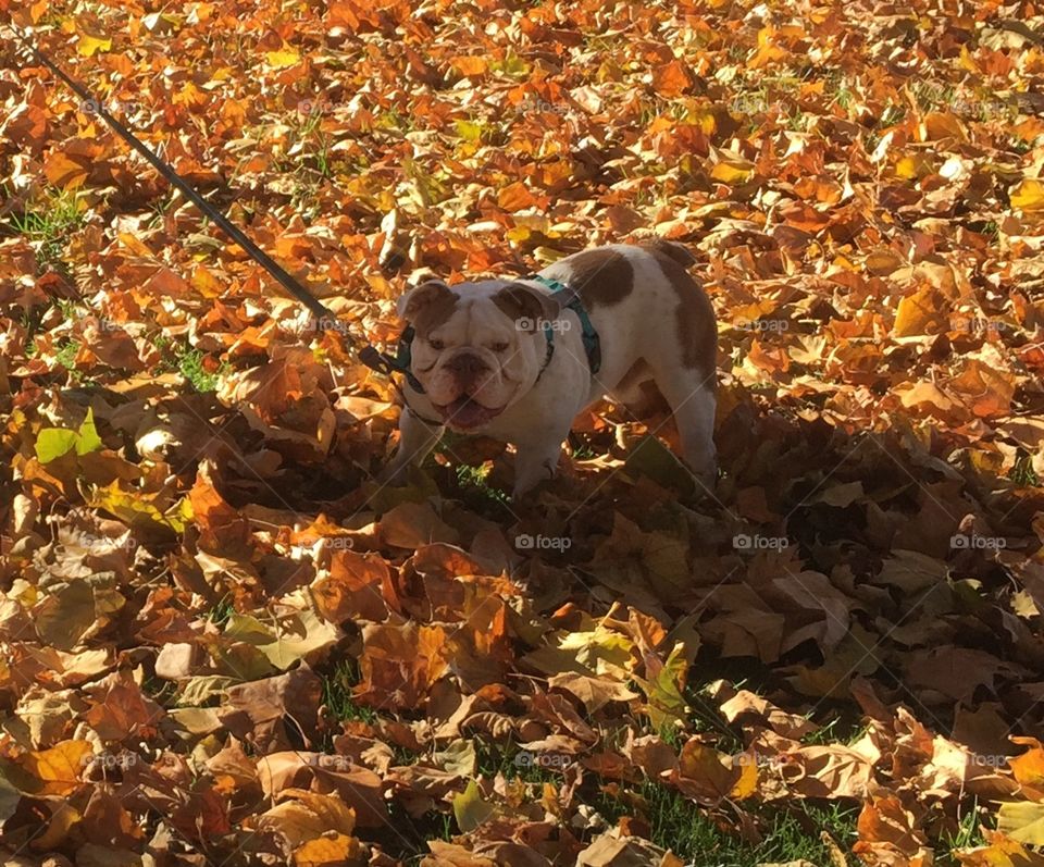 English Bulldog in Leaves 
