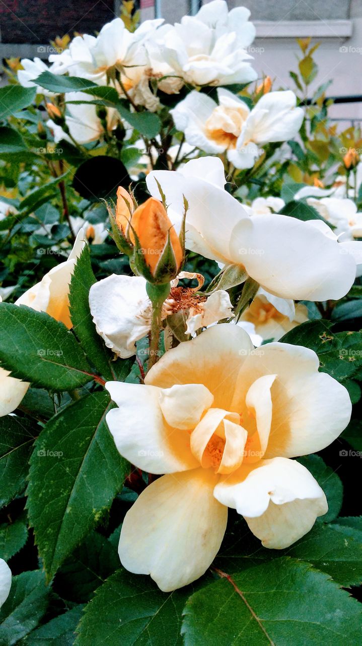 orange sorbet. roses. beauty