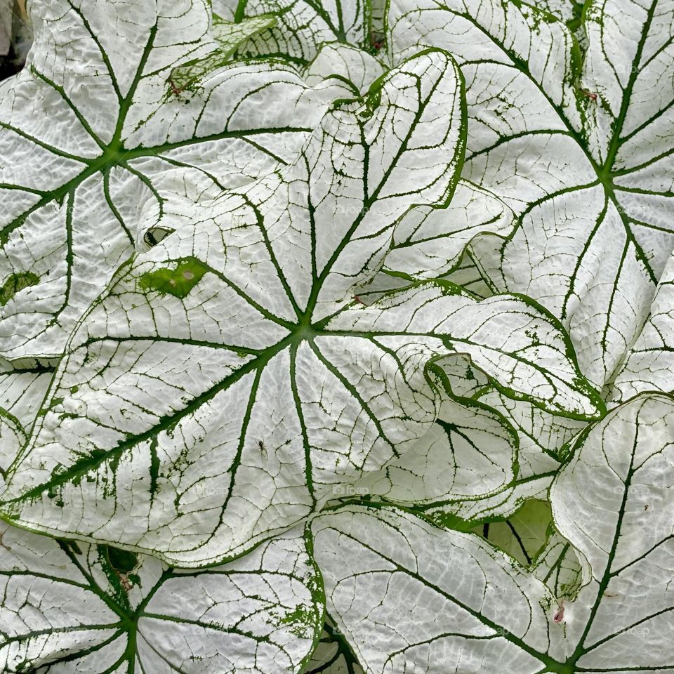 Plants, nature, leaves, patterns, green vs white 