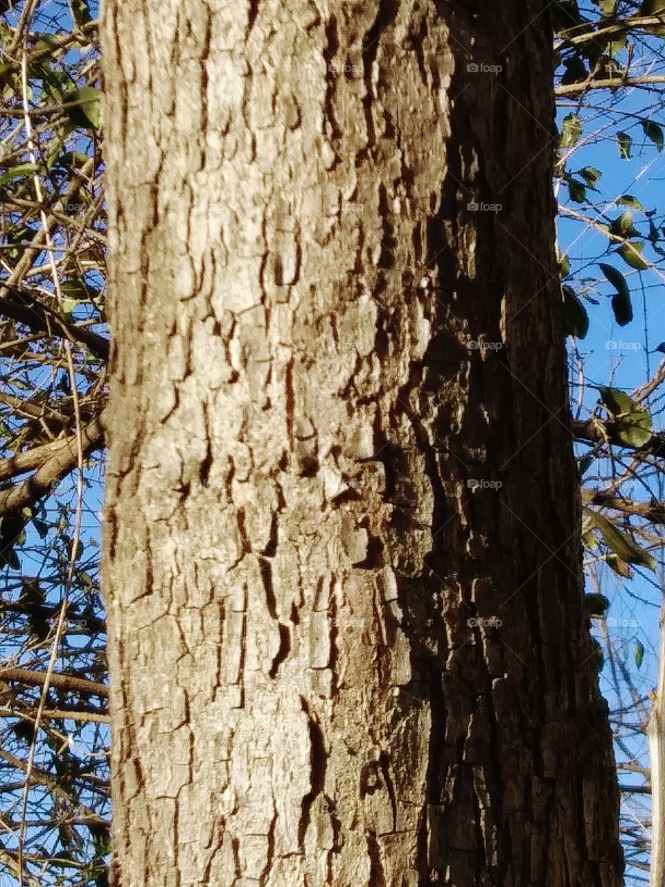 texture of bark