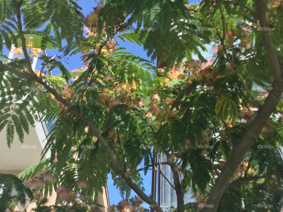 Trees in a White Rock Garden
