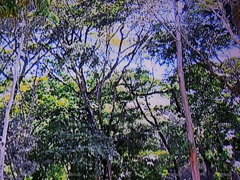 Natureza