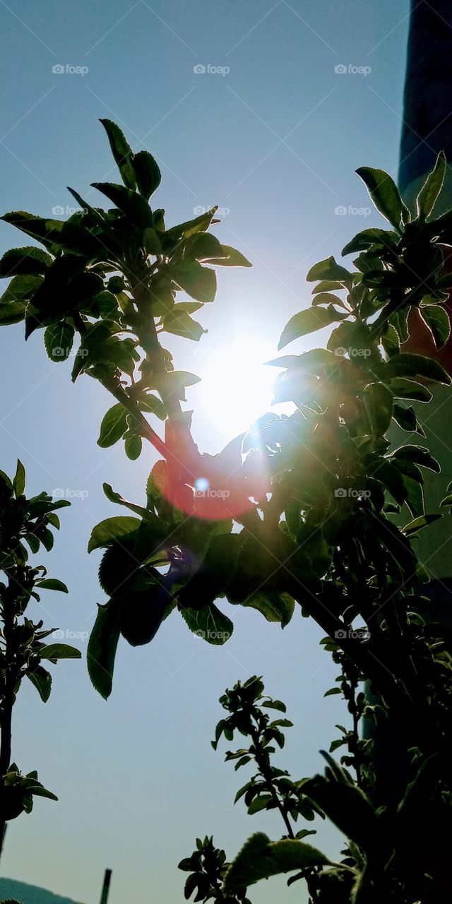 the sunlight in the middle of two braches giving a pinkish light rays that passing through the leaves